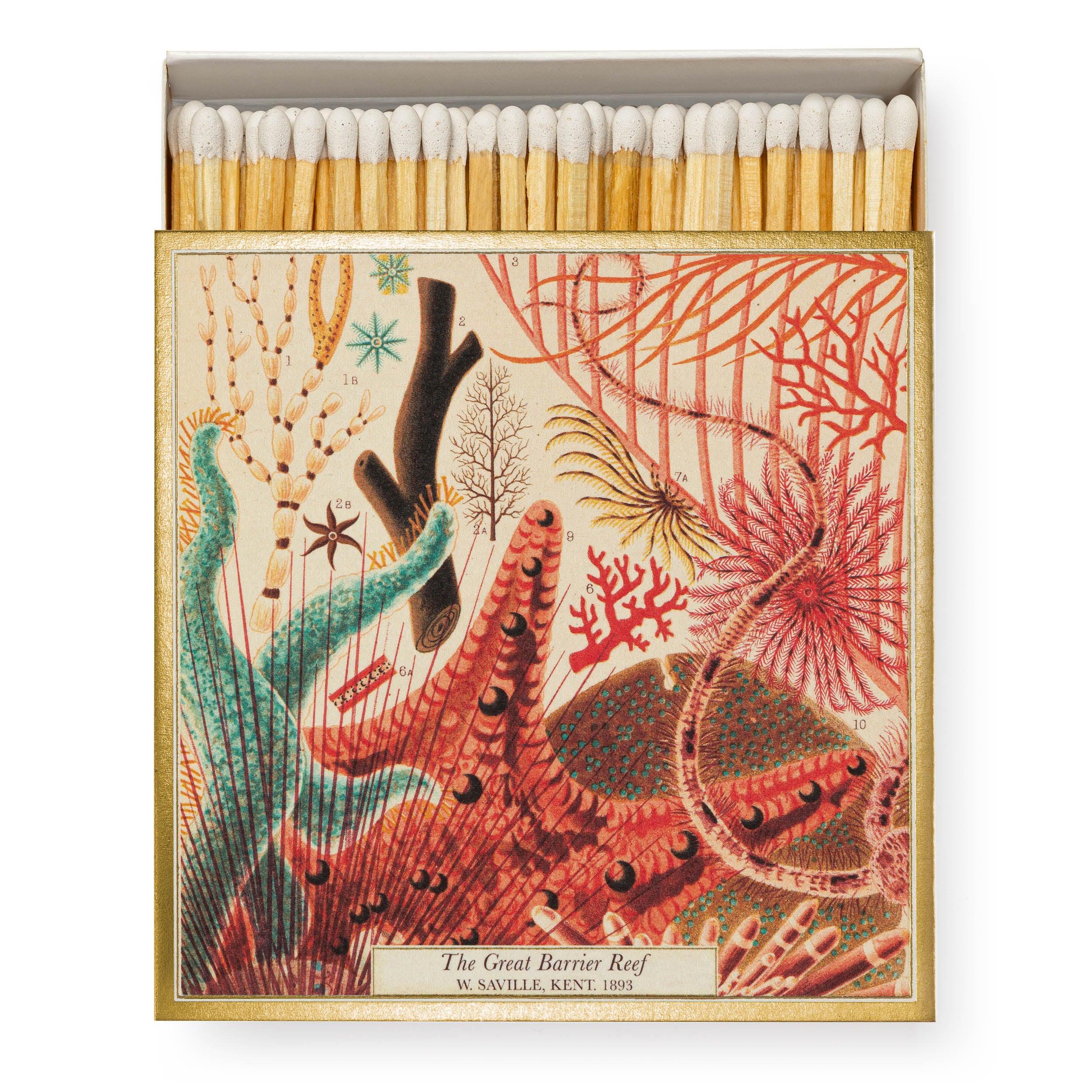 Matchbox featuring a vintage illustration of the Great Barrier Reef, showcasing various coral and marine life in vibrant