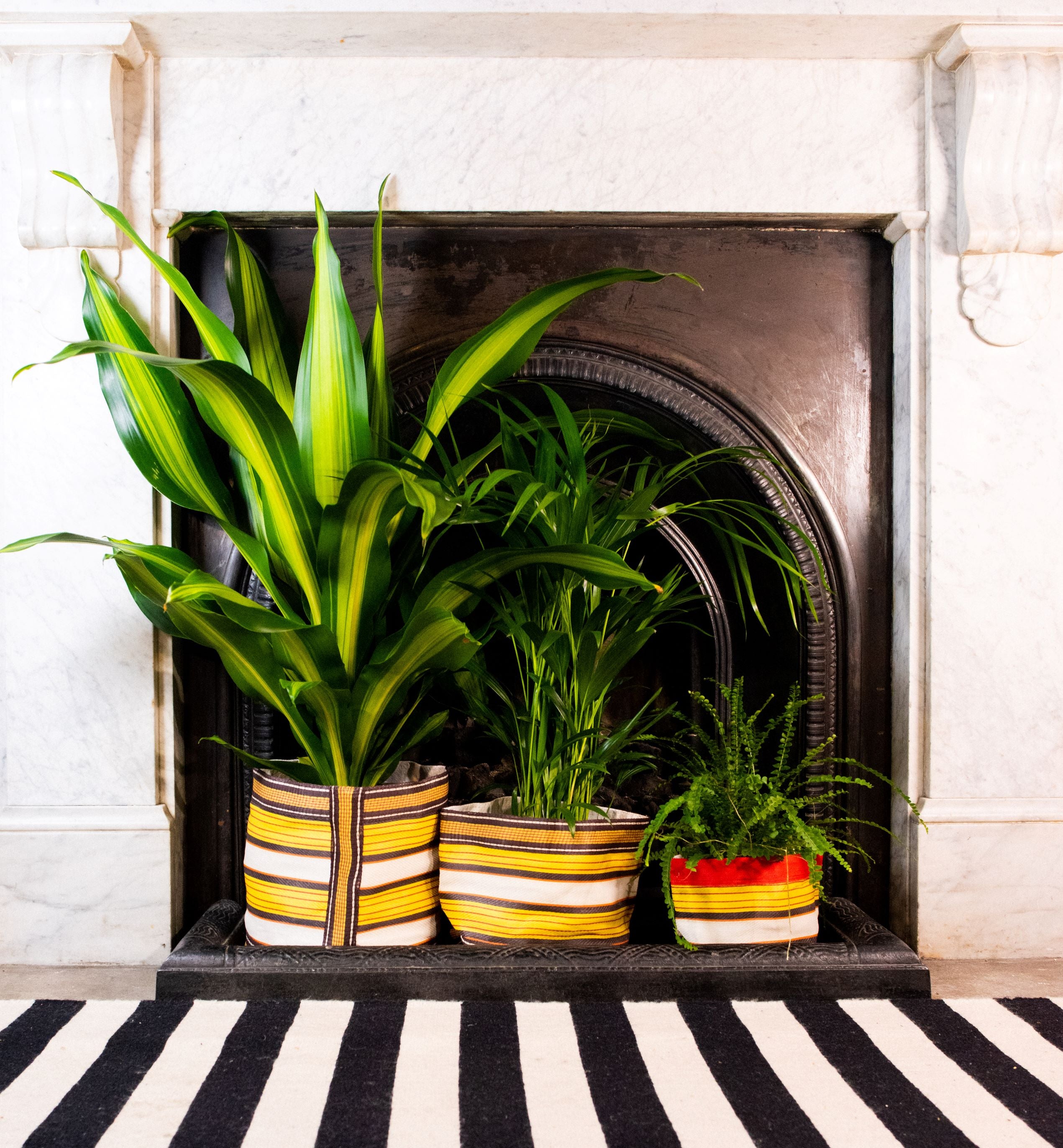 Three potted plants with vibrant green foliage sit in striped fabric planters on a black and white striped rug in front of a