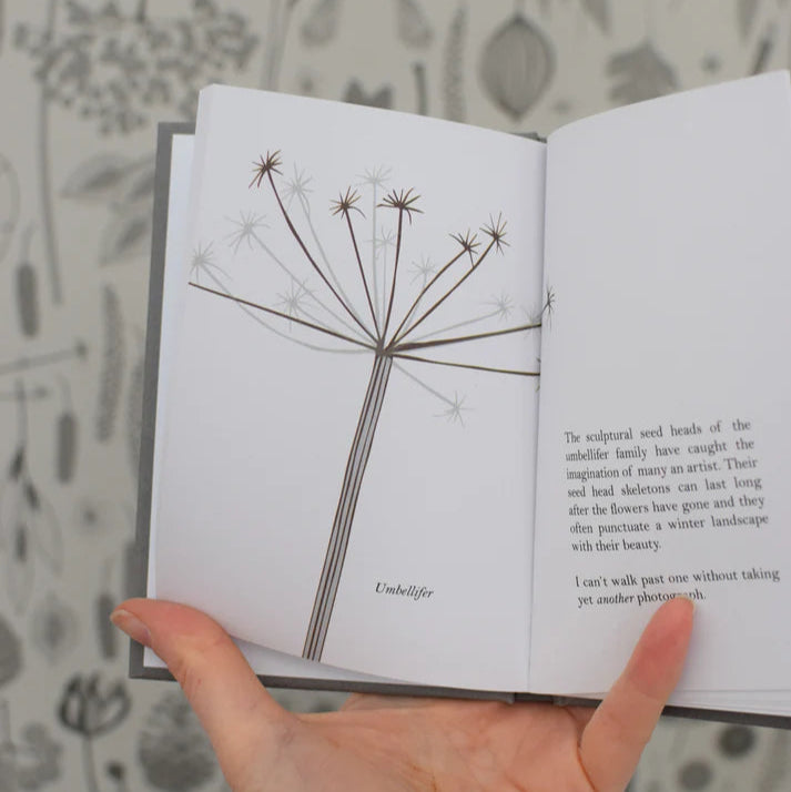 Open book page featuring a detailed illustration of an umbellifer seed head, labeled "Umbellifer".
