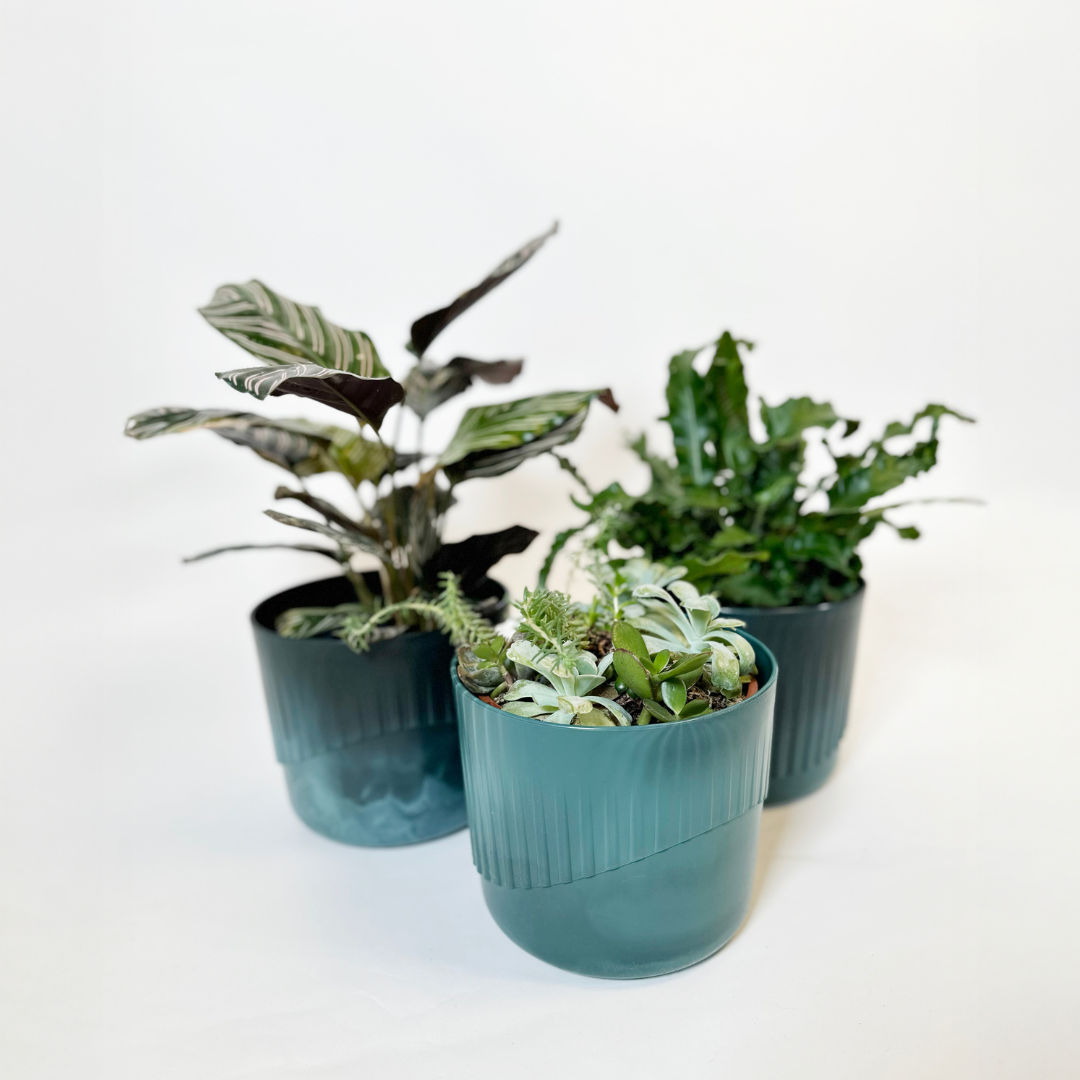 Three potted plants in teal planters.  A Calathea, a fern, and a succulent arrangement.