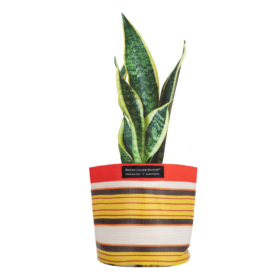 Snake plant in a striped fabric pot with red, yellow, and brown horizontal bands.