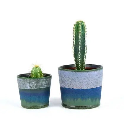 Two cacti in blue and green glazed ceramic pots.  The larger pot holds a taller cactus.