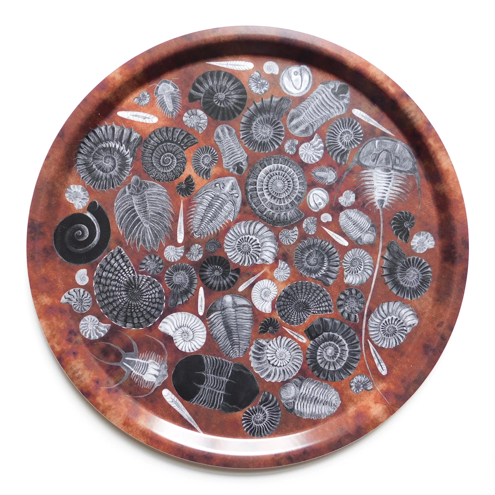 Round Tray - Ammonoidea Fossils