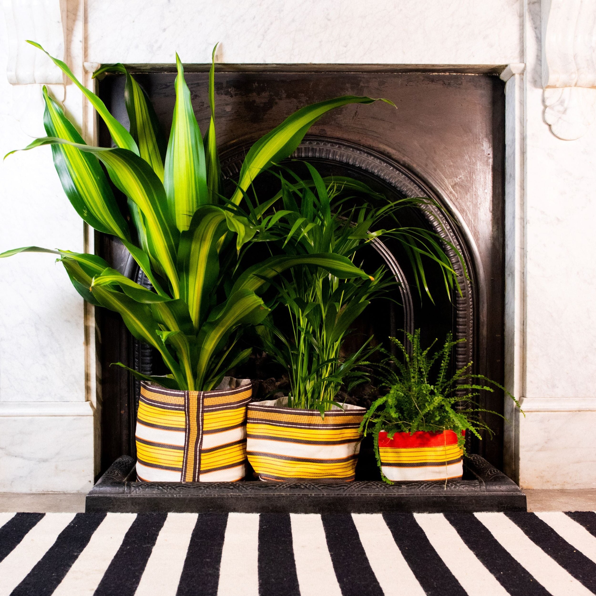 Three potted plants in striped fabric planters sit on a fireplace hearth.  The plants include a dracaena, a palm, and a fern.