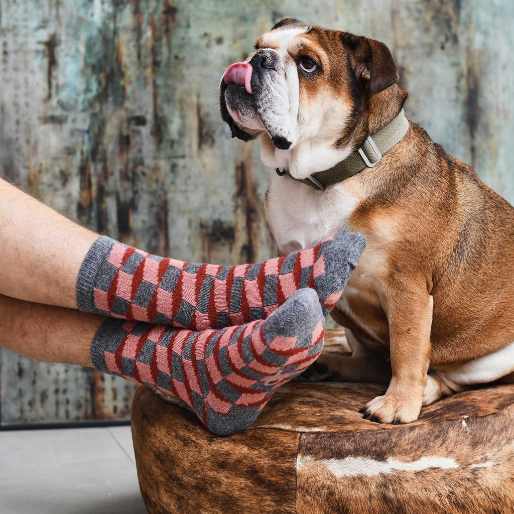 Pair of gray and burgundy striped socks with a checkered pattern.