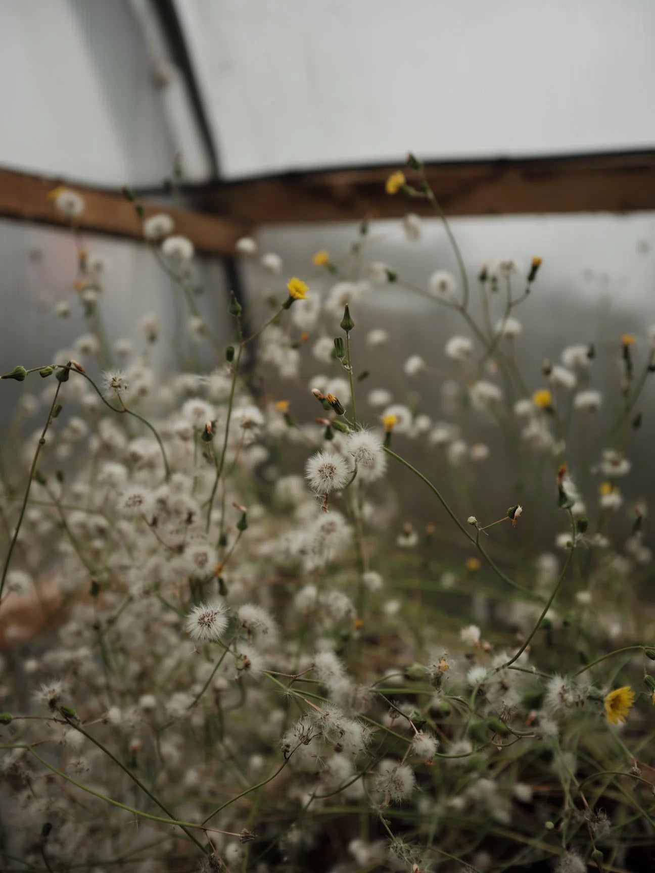 Blurred image of white flowers with a blurred background