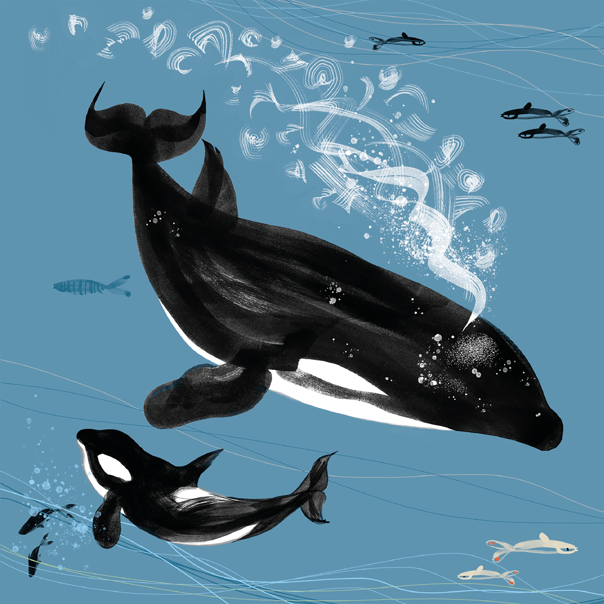 Sea Our Oceans - Orca Killer Whale Card