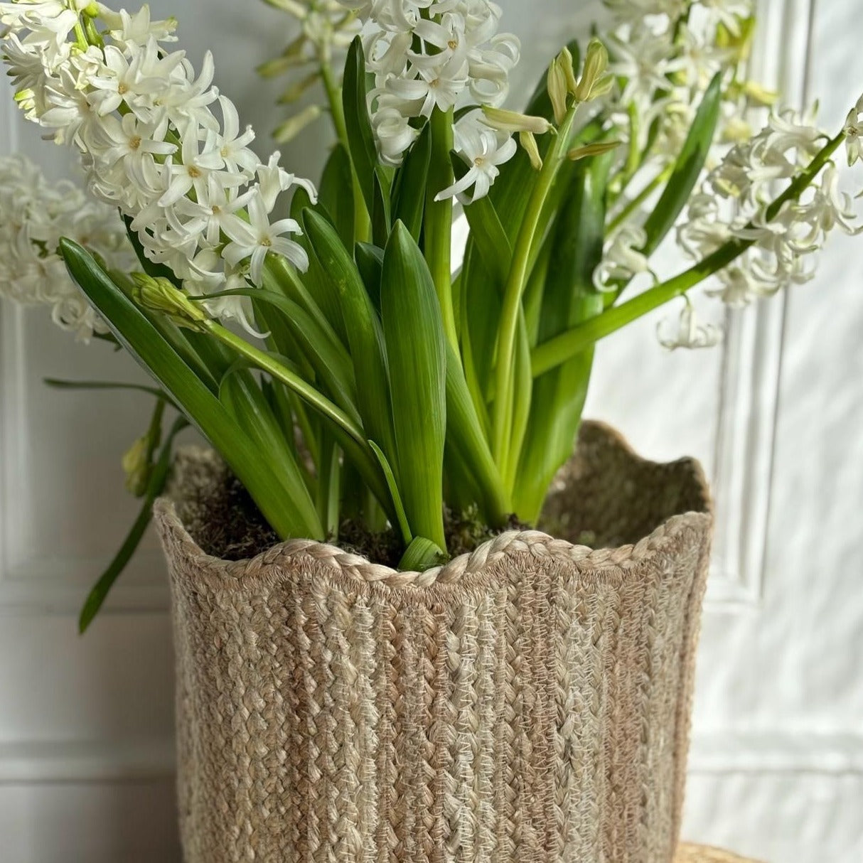 White hyacinths in a light beige, scalloped-edge jute planter.