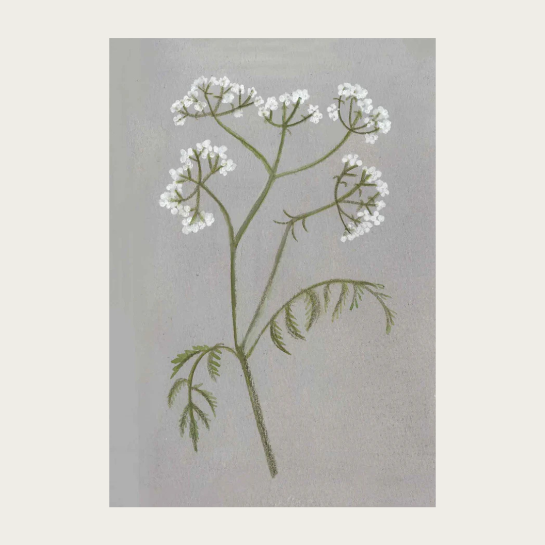 Botanical illustration of a plant with white flowers on a gray background