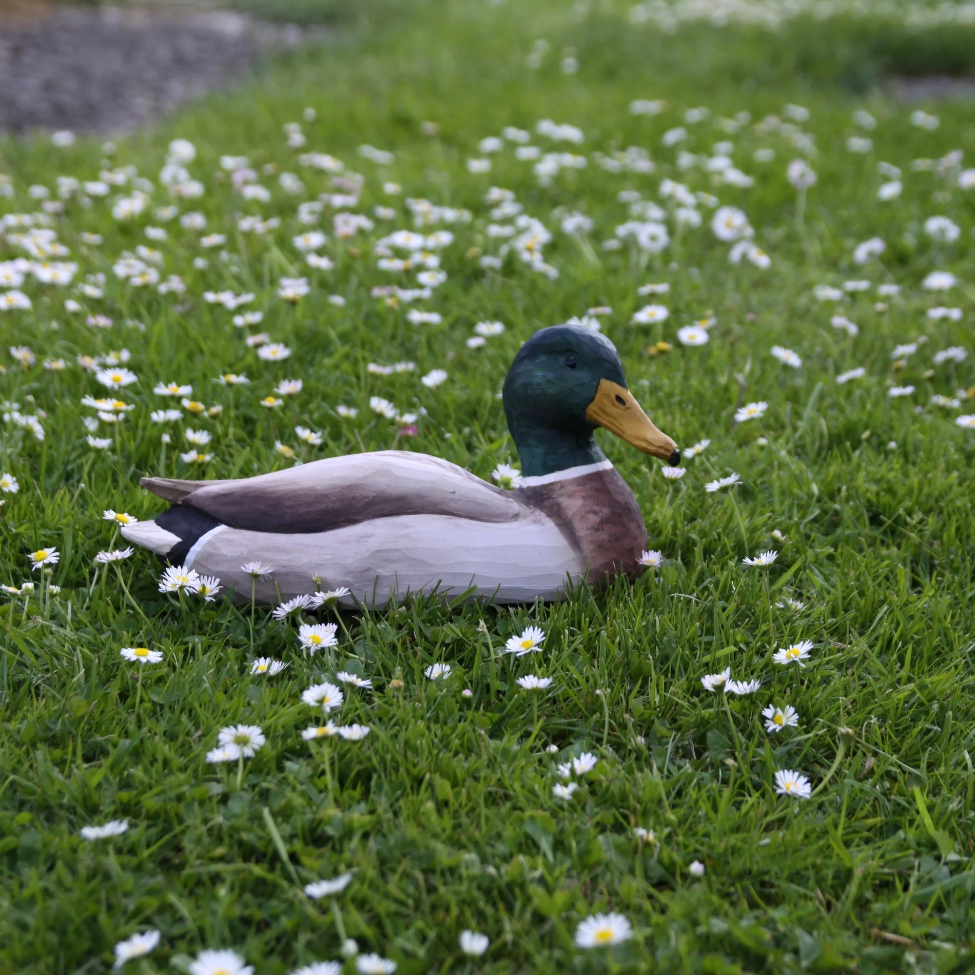 Duck sitting in a grassy field with white flowers