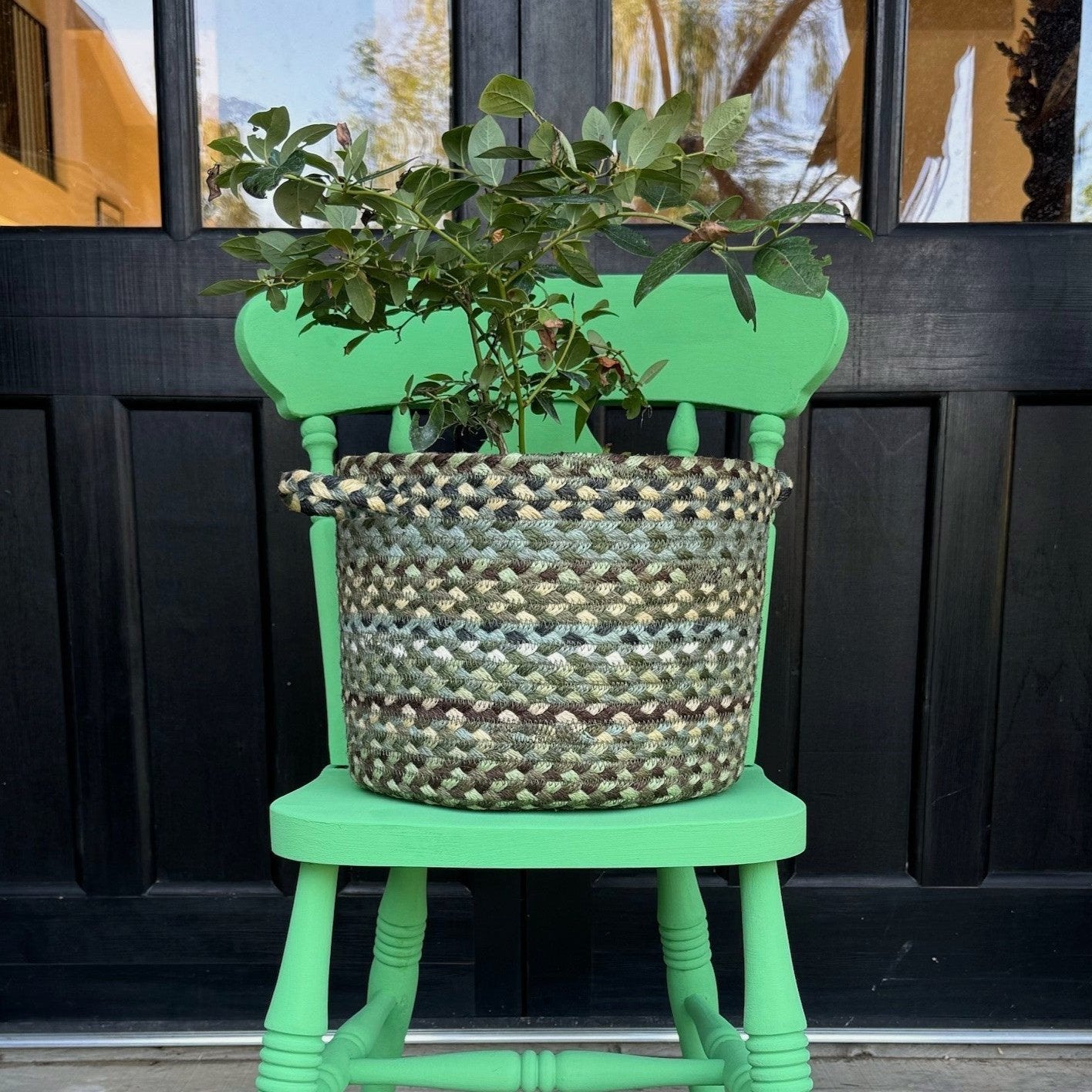 Blueberry plant in a woven basket, sitting on a green chair.