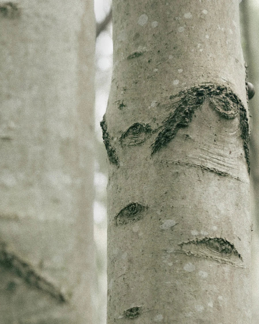 Close-up of a tree trunk with textured gray bark and dark bark markings, photographed outdoors with soft-focus background trees.