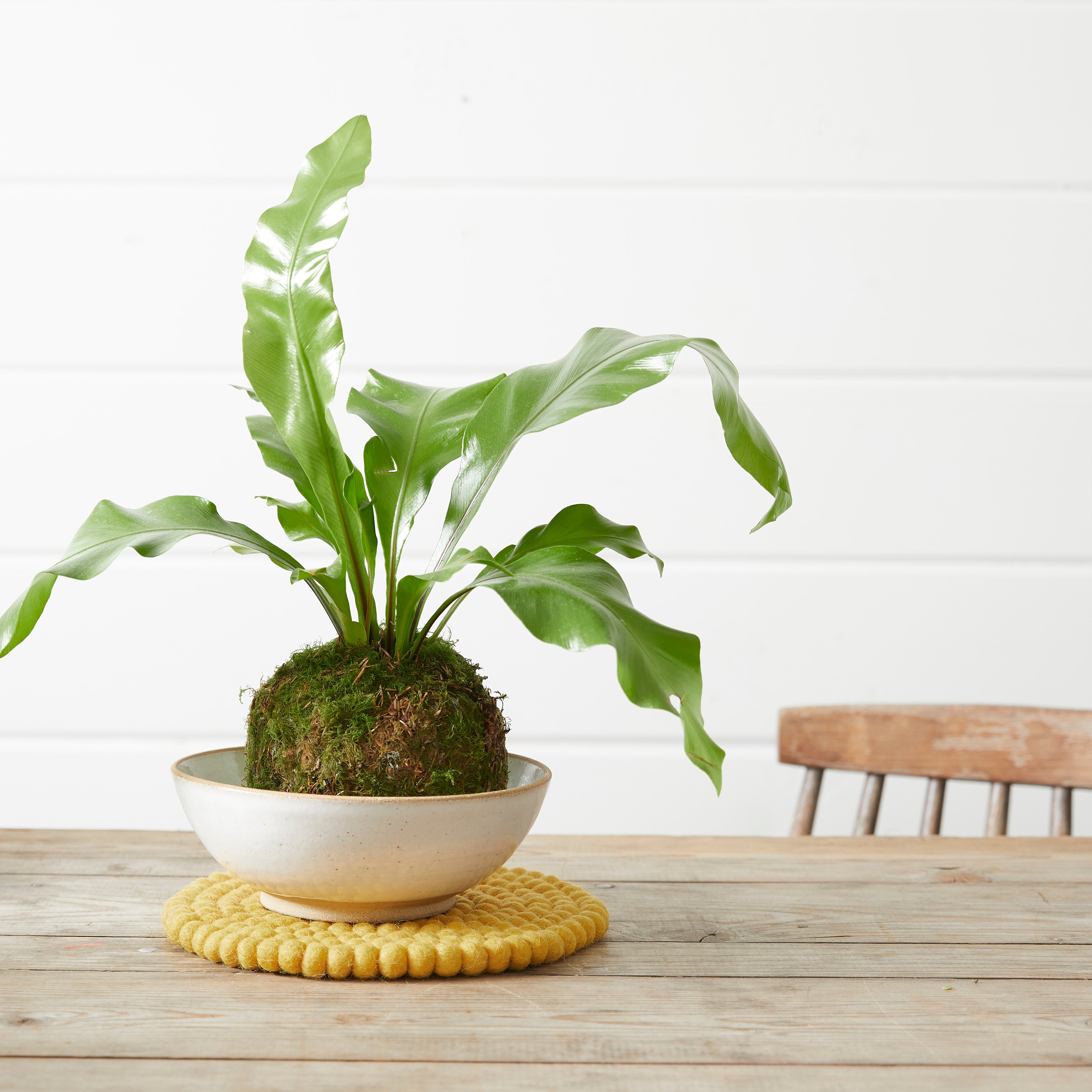 Bird's nest fern kokedama in a white bowl, sitting on a yellow coaster.